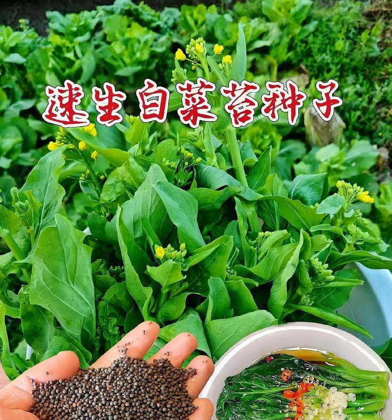 白菜苔，春季鲜美的蔬菜（春季时节，白菜苔的来历、营养价值及食用方法）