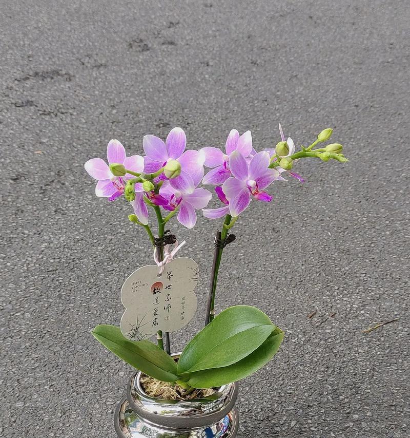 兰草浇水技巧详解（科学浇水，让兰草茁壮成长）