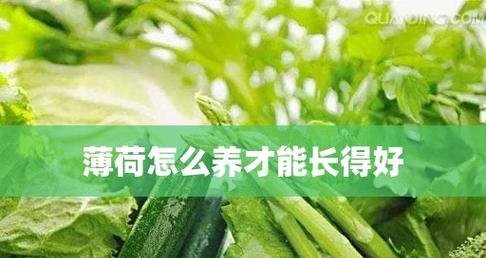 如何科学施肥，让薄荷茁壮成长（薄荷施肥的注意事项与技巧）