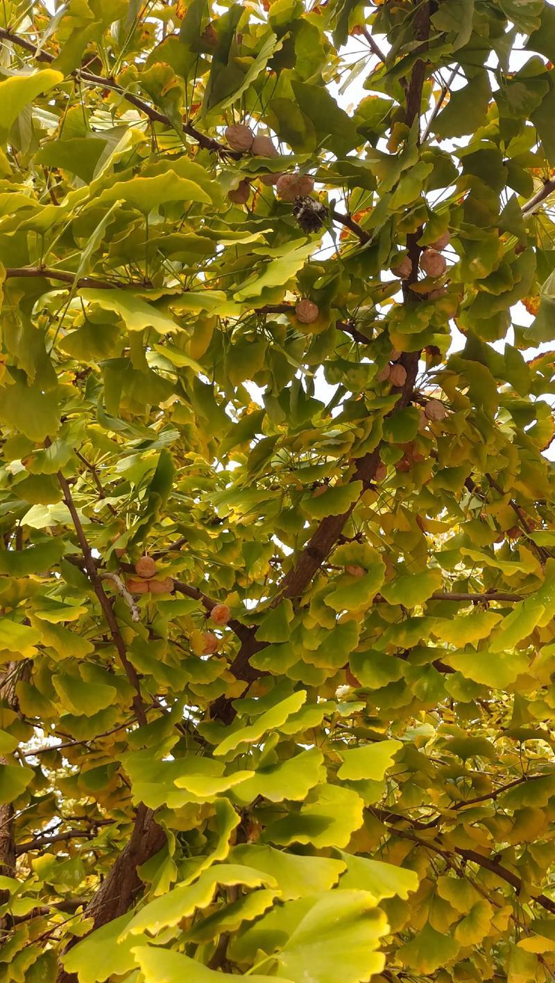 银杏不仅仅是落叶植物（揭秘银杏的另一面，深入了解这个不起眼的植物）