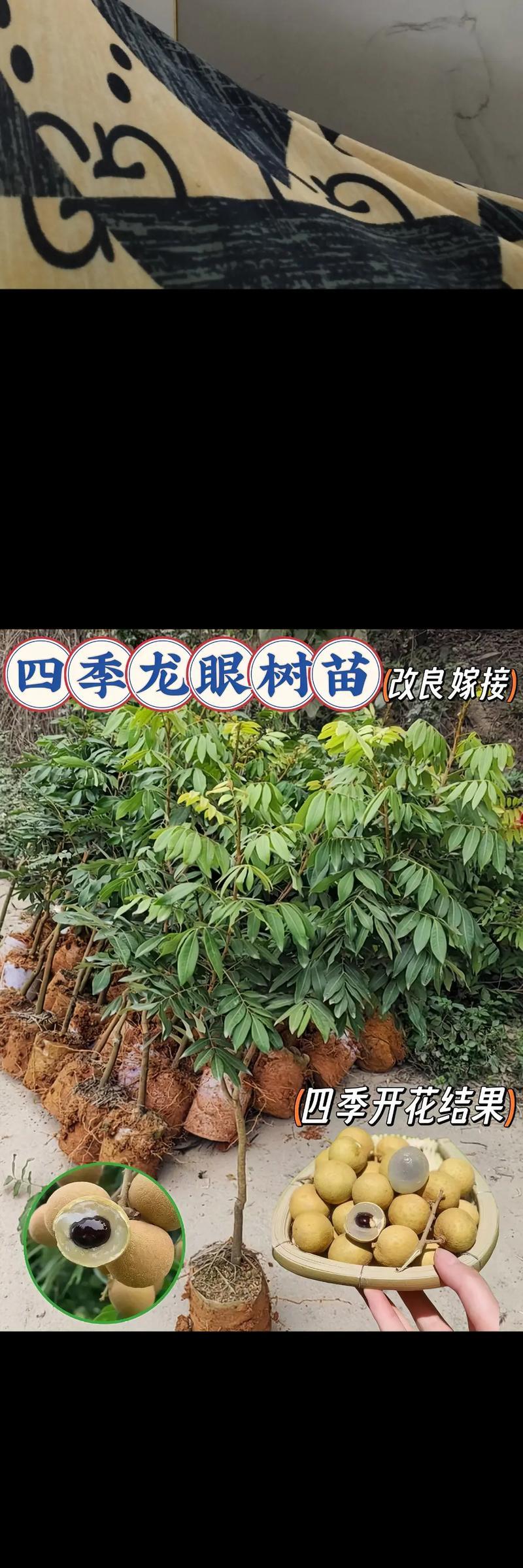 排名最高的龙眼品种（品尝最甜、口感最好的龙眼品种推荐）