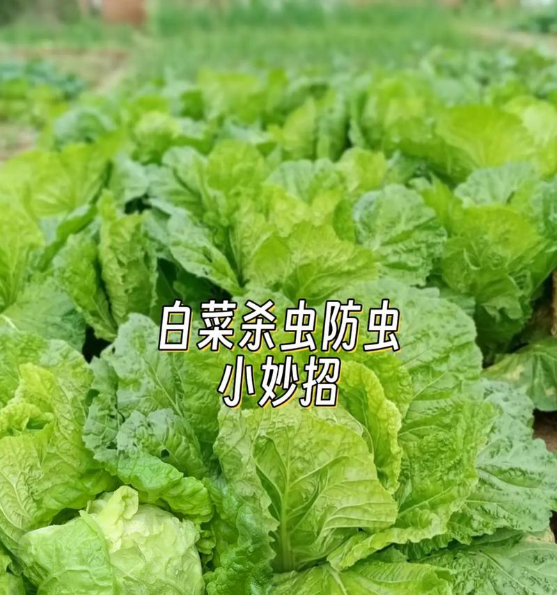 秋白菜种植全指南（种植时间、方法及注意事项）