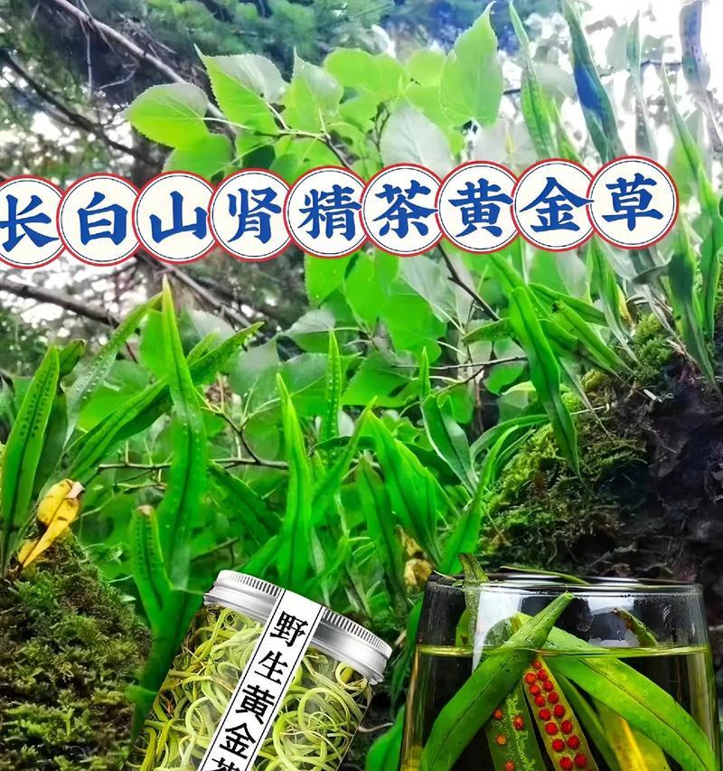 黄金茶的功效和作用详解