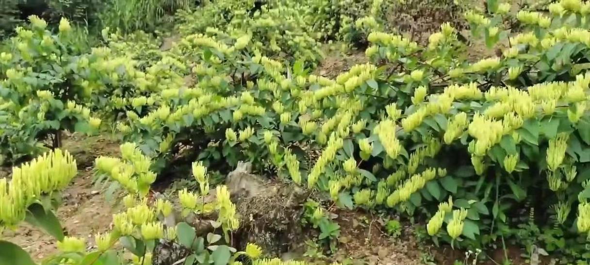 金银花不开花的原因（探究金银花不开花的原因及解决方法）