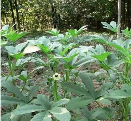 锦葵播种时间选择及注意事项（如何选择最佳播种时间及关注重点）