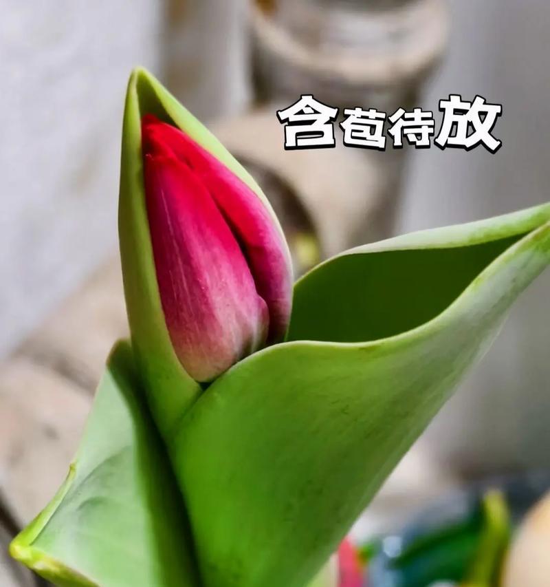 郁金香开花时间及花期长度（揭秘郁金香开花的神秘密码，如何正确栽培？）