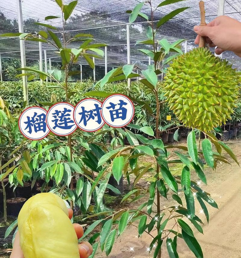 榴莲开花时间探秘（揭秘榴莲开花季节，了解榴莲生长习性）