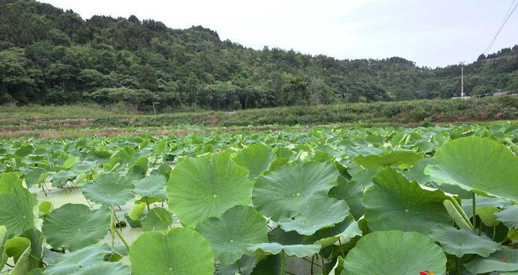 生土适合种植哪些农作物？（生土性质解析与种植农作物推荐）