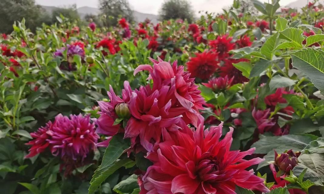 大丽花花谢后的处理方法（保护花株，延长寿命，让花开得更美）