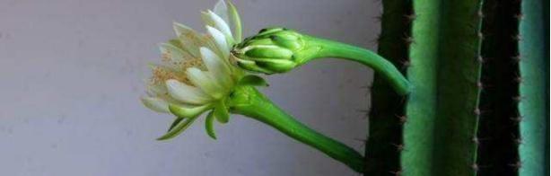 量天尺的浇水方法及注意事项（科学浇水，助力植物生长）