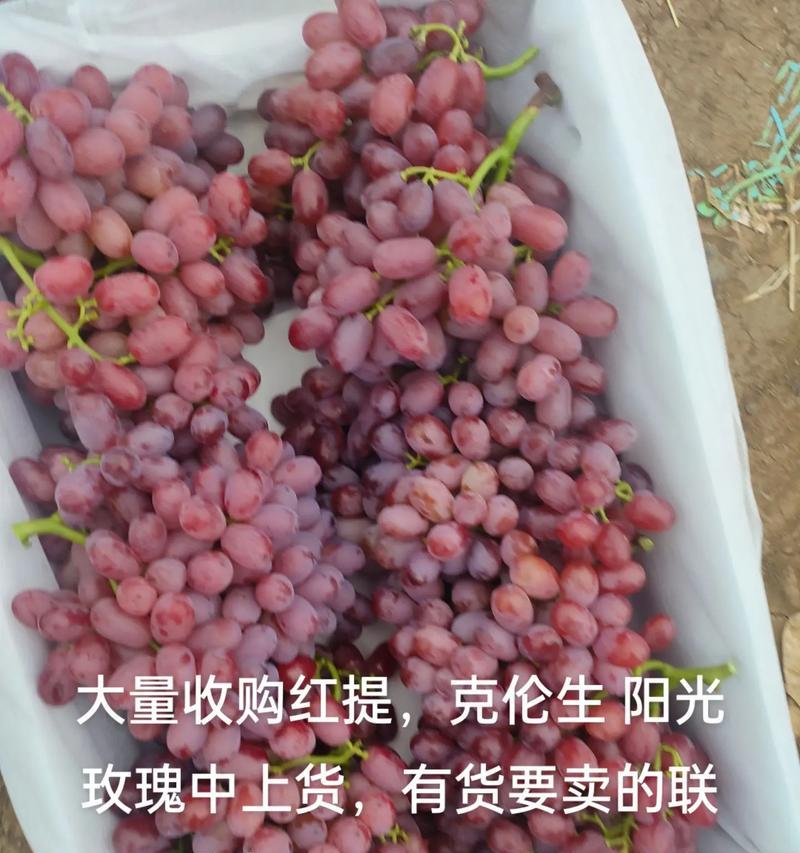 如何保存红提时间长？（科学储存技巧让红提新鲜美味持久保鲜）