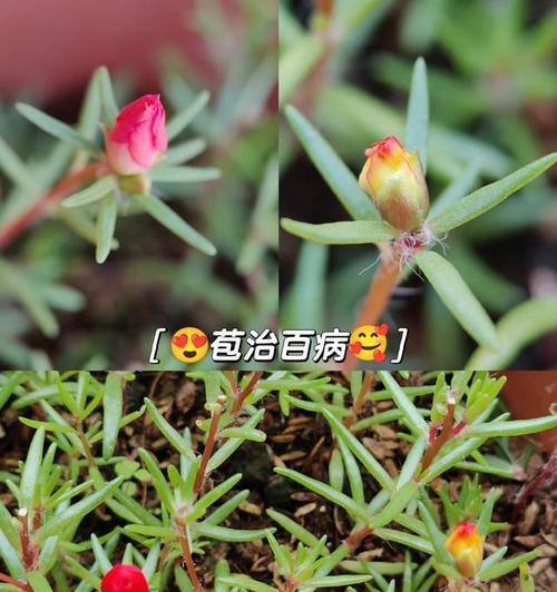 不同颜色太阳花的花语（探索太阳花的多彩世界，了解每种颜色所代表的含义）