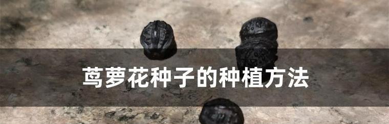 羽叶茑萝种子的最佳种植时间（为您解决困惑，让花儿美丽绽放）