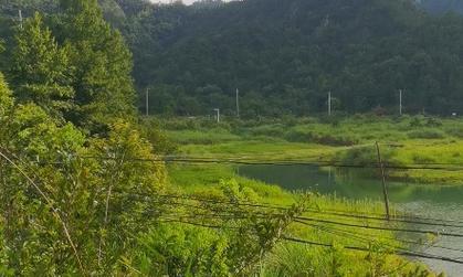 探秘神奇的地灵——以植物为主题的文化探究