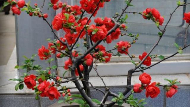 海棠的生长习性与环境条件（探究海棠的生长特点，了解海棠的生态环境）