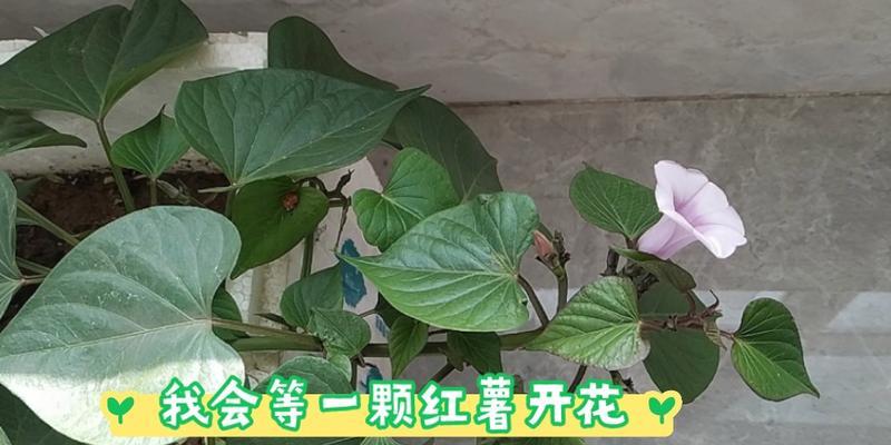 番薯开花了还能吃吗？（解析番薯开花是否影响食用品质）