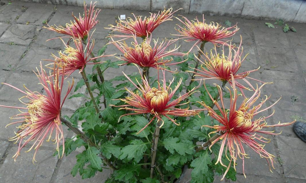 菊花剪枝修剪方法图解（学会这些技巧，让菊花树更美！）