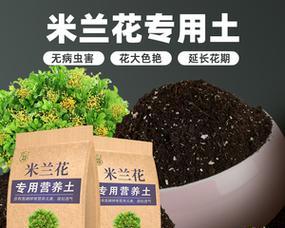 如何用最佳土壤栽培米兰（种植米兰的最佳土壤类型及技巧）