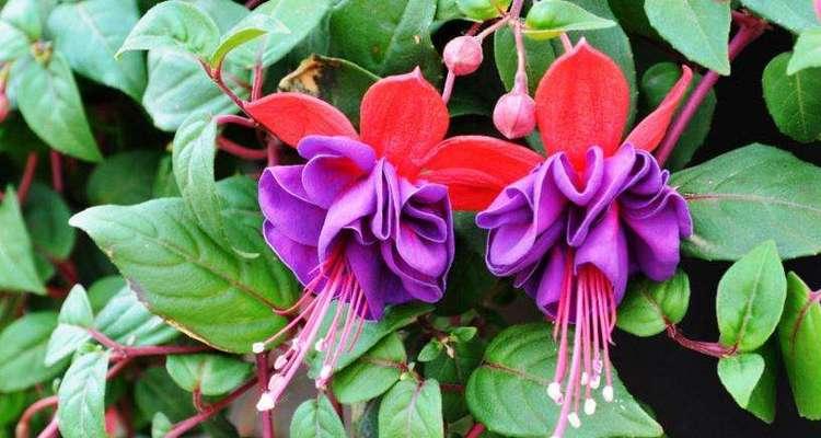 灯笼花的四季浇水指南（春夏秋冬，灯笼花需不同的关爱）