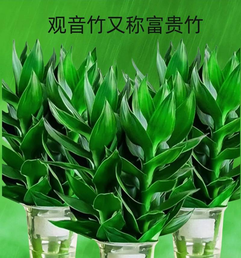 在家中种竹子的方法与技巧（打造属于自己的绿色生活空间）