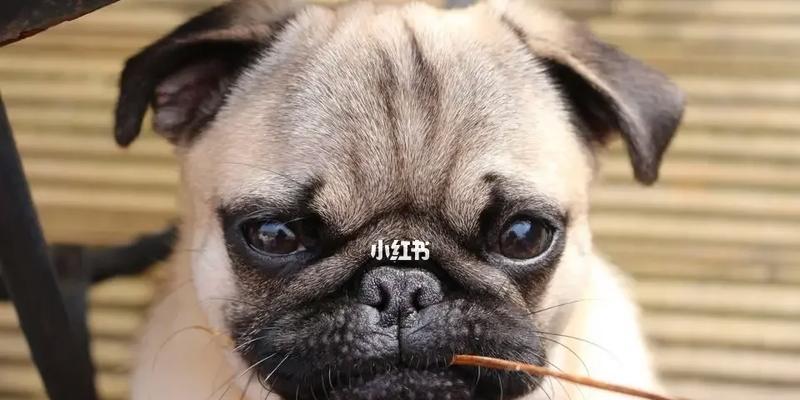 猫能否吃核桃？这是一个有争议的话题（了解猫和核桃的关系，保障宠物健康）