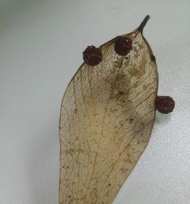 泡桐是裸子植物吗？——从植物学角度探讨泡桐的分类（科普）