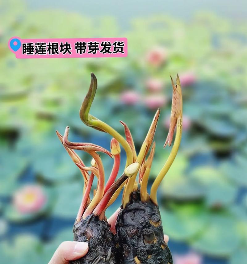 如何正确养护睡莲（家庭养殖方法详解）