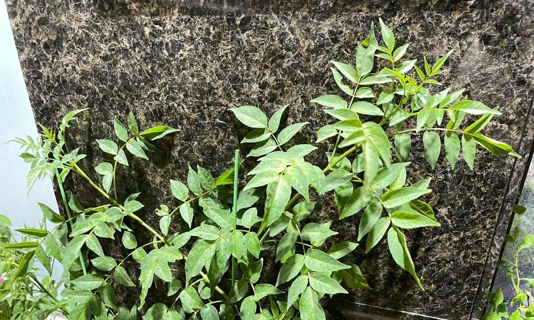 雪早兰为何不开花？（探究雪早兰不开花的原因及如何解决）