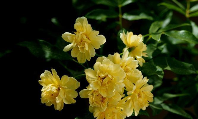 黄木香花的耐寒性及生长特点（寒冷气候下的黄木香花怎么生长？）