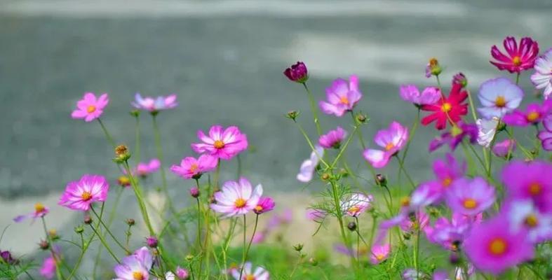 秋天的格桑花（探秘格桑花秋季开放之谜）