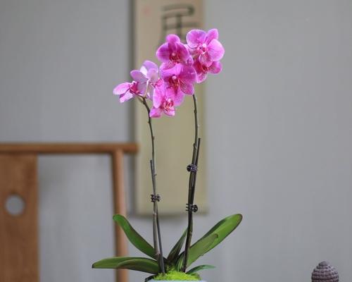 室内养护剑兰，助你享受高雅花香（剑兰的适应性和养护技巧，让你轻松打理）
