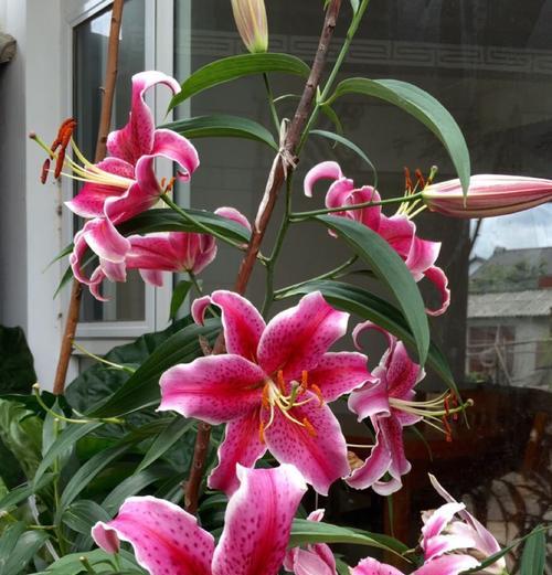 百合花香的神秘之处（揭开百合花气味的奥秘）