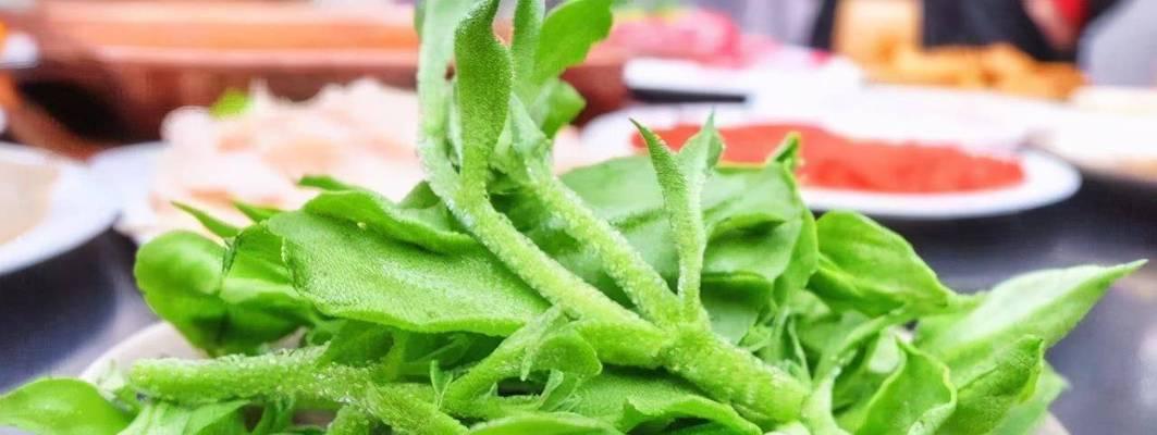 冰草的生长周期及上市季节探究（一年四季的冰草产期，你知道吗？）