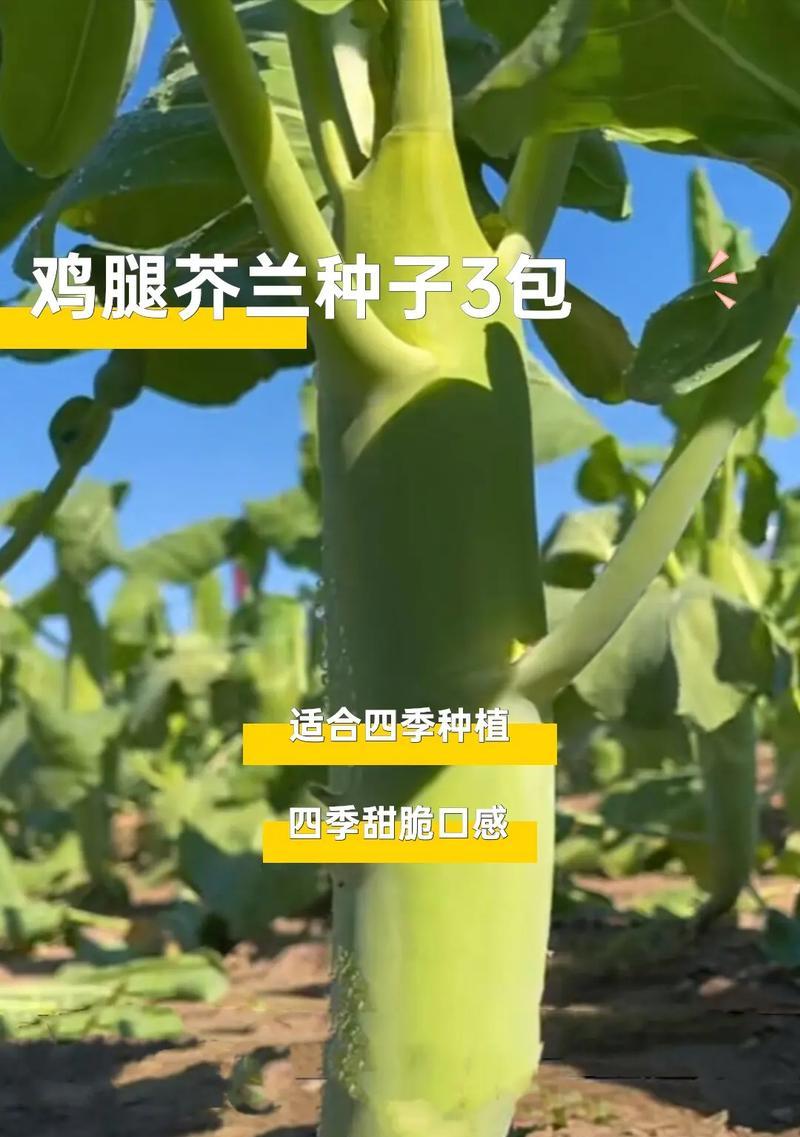 芥兰菜开花了还能吃吗？（如何正确处理芥兰菜的开花情况？）
