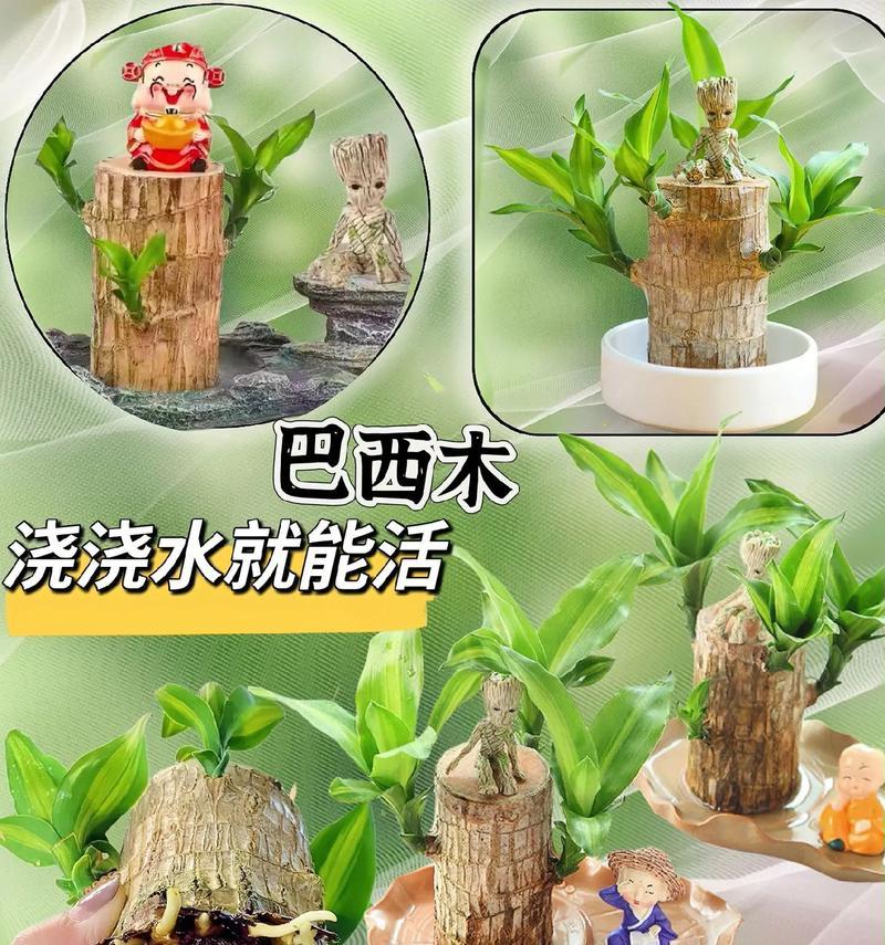 巧妙浇水，让巴西木茁壮成长（掌握浇水技巧，让巴西木健康成长）