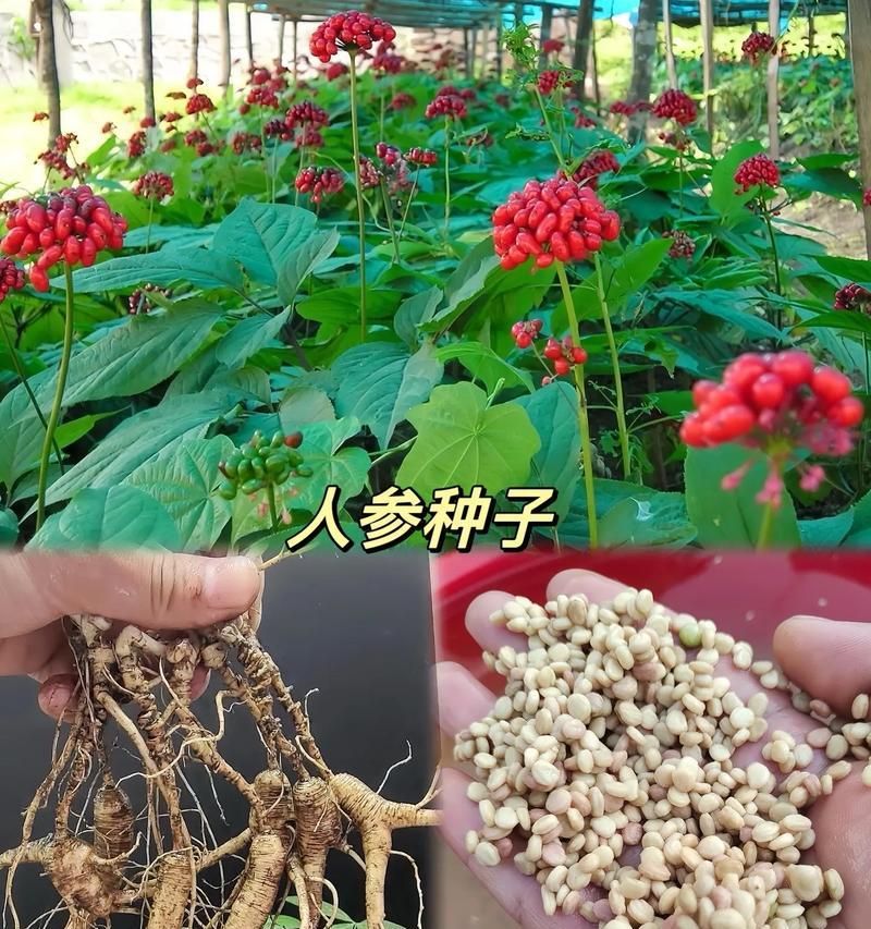人参种子的来源（探究人参的生殖方式）