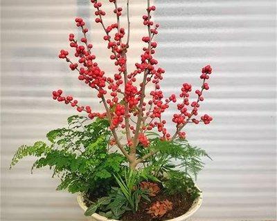 北美冬青种植指南（选择最佳时机，做好种植准备，享受美丽果实）
