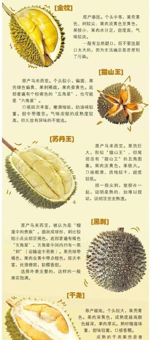 榴莲之乡（探寻榴莲背后的故事，品尝最优质的榴莲果肉）
