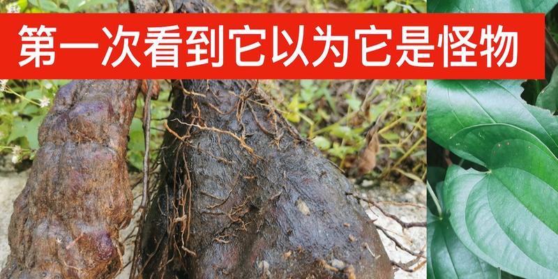 脚板薯种植全攻略（时间、方法、注意事项详解）