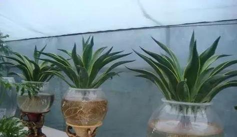 水养植物，让你的家更自然（教你选择适合水养的植物，让家里绿意盎然）