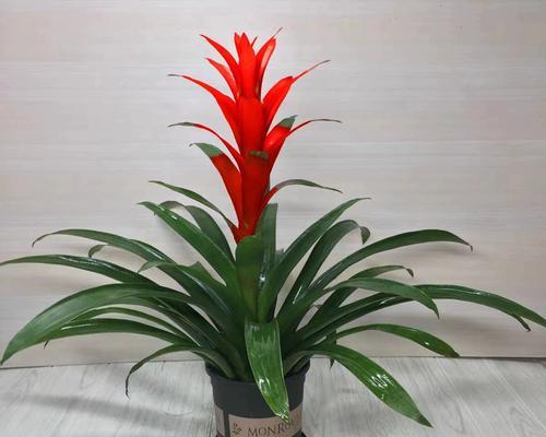 鸿运当头——揭秘鸿运当头的开花季节和花期（在这个季节里，鸿运绽放无疑！）