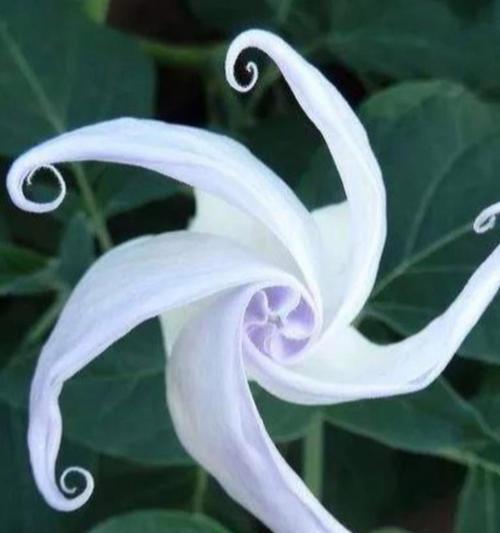 热情奔放——代表热烈的花（探寻热烈花朵背后的故事）