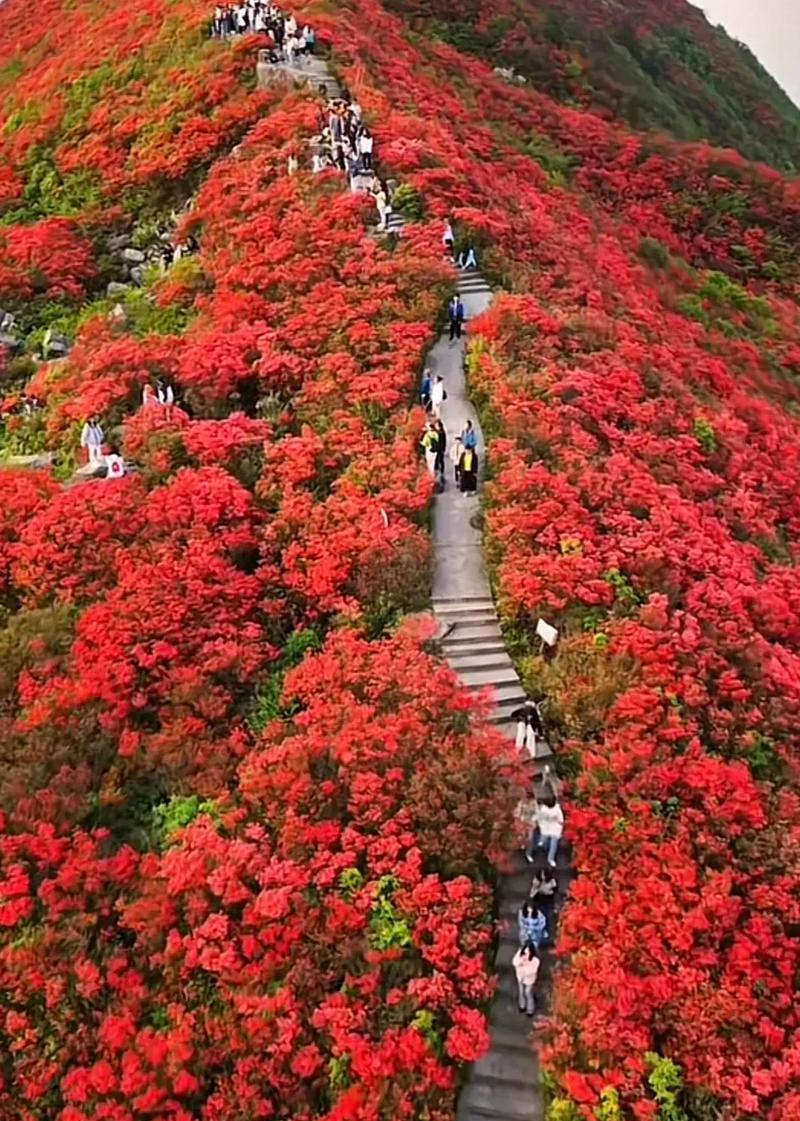 映山红花期详解（映山红开花时间、花期长度及观赏技巧）