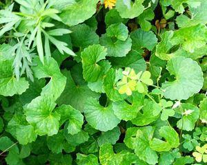 雷公根的草之谜（探寻和雷公根长得很像的草的身份）