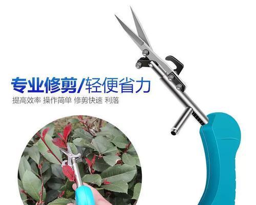 杨梅剪枝技巧与注意事项（掌握正确的时间和方法，让杨梅健康成长）