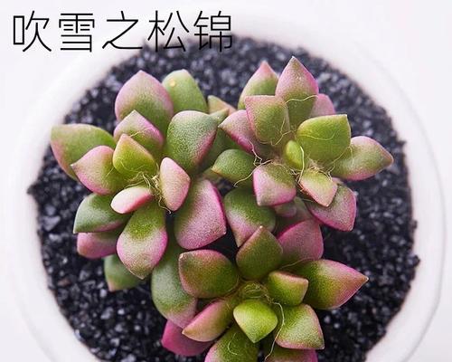 打造吹雪之松锦老桩造型，让庭院更美丽（15个步骤教你如何养成一个美丽的吹雪之松锦老桩造型）