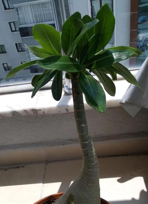 沙漠玫瑰（探究沙漠玫瑰适合在室内养护的原因和方法）