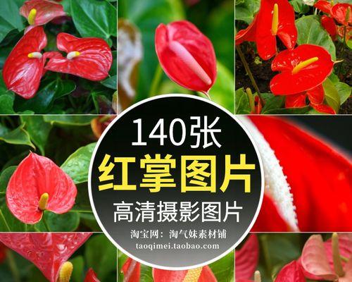 鹅掌红叶子发黄的原因及治疗方法（掌握以下关键点，让你轻松解决鹅掌红叶子发黄问题）