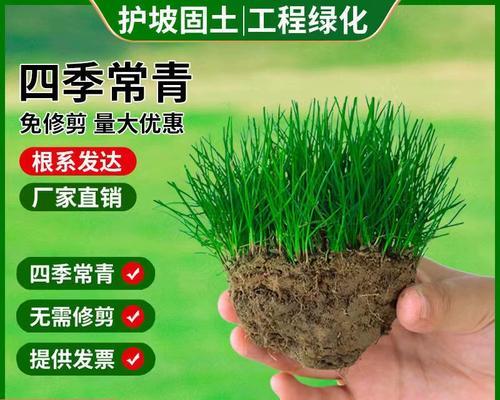 四季青怎么修剪好看？（打造优美的四季青景观，修剪技巧大揭秘！）