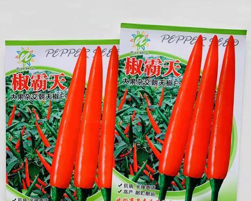 朝天椒的种植时间与技巧（如何科学地选择种植时机，打造高产高质的朝天椒）